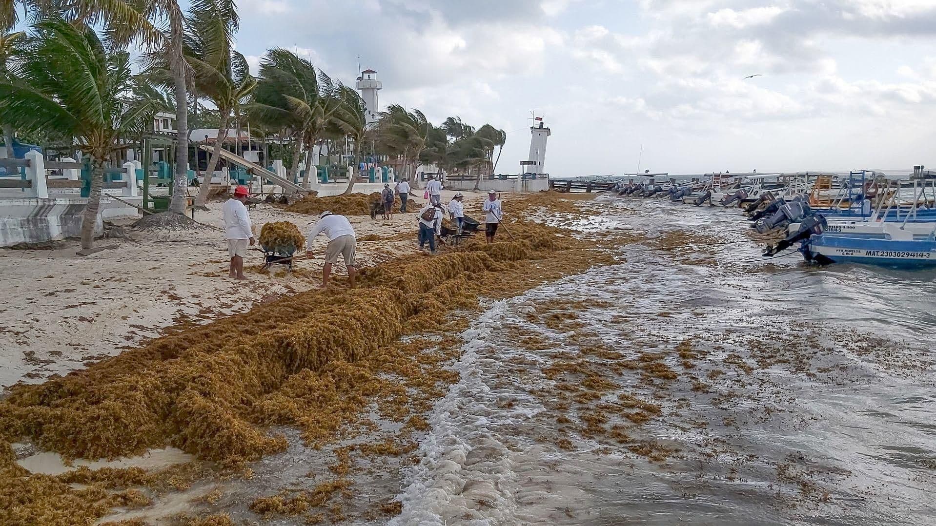 El Sargazo Podría Reutilizarse como Biocombustible: Experta