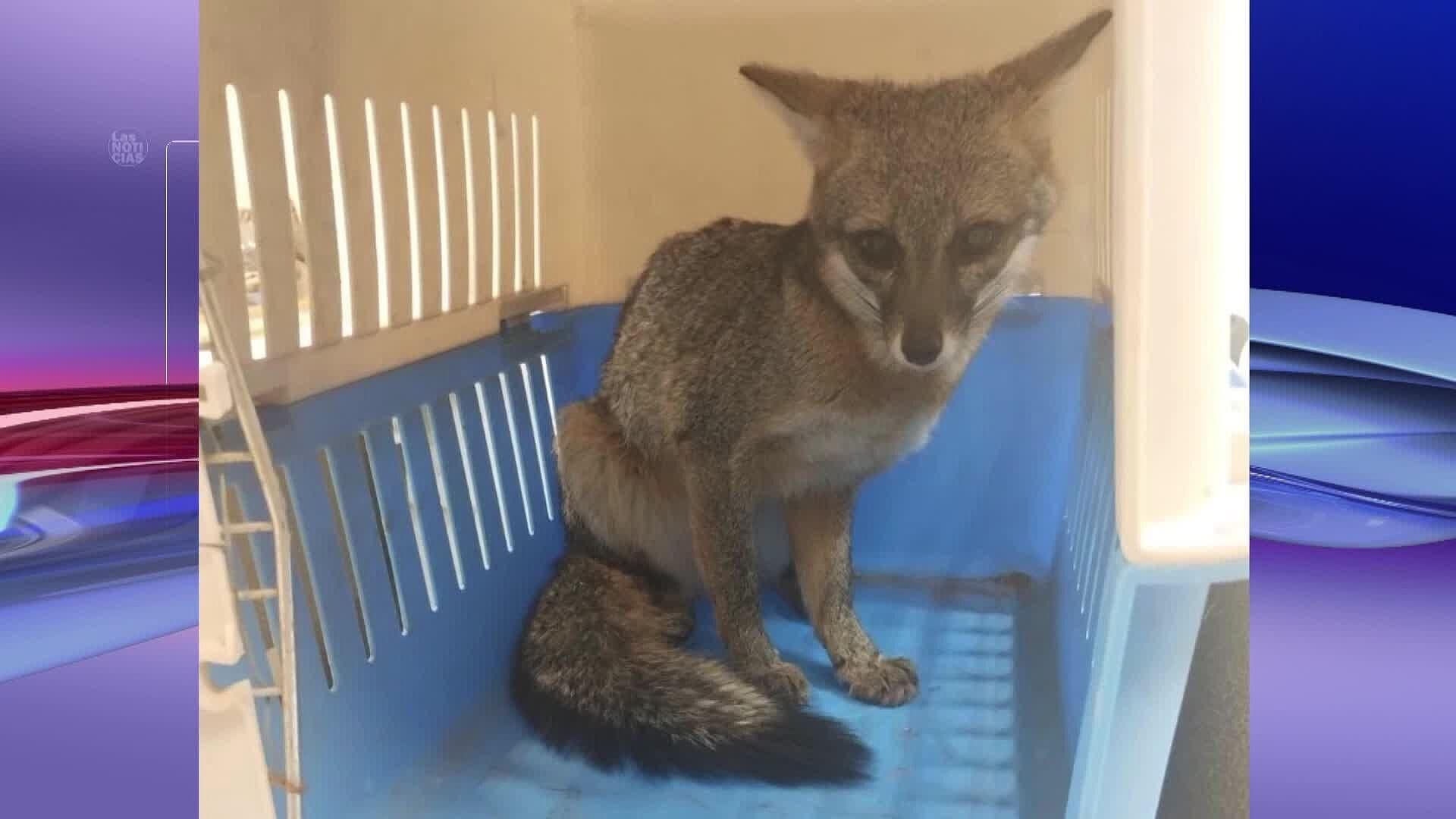 Ubican y Rescatan a un Cachorro de Zorro en la Colonia Satélite en San Luis Potosí