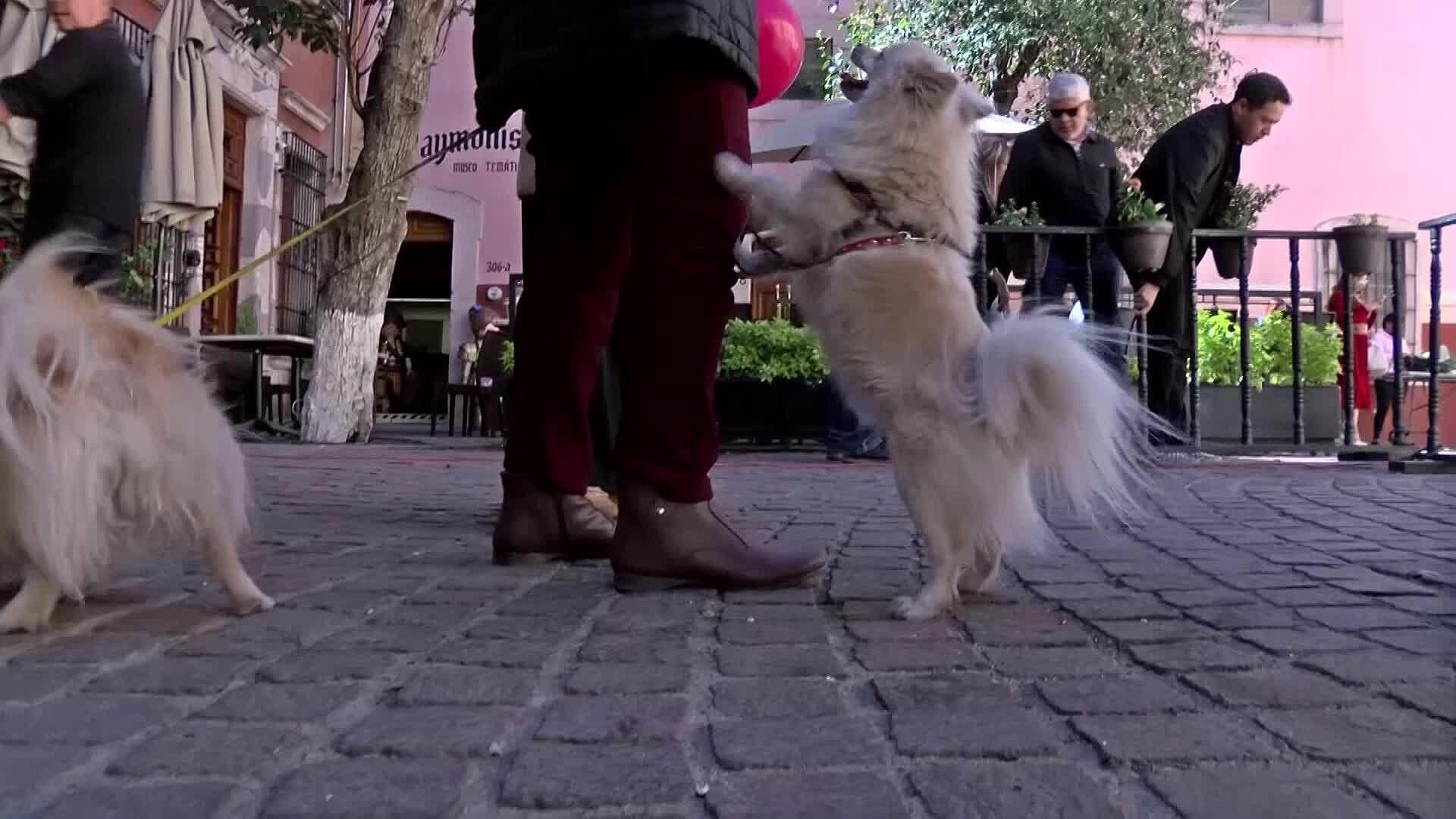 Veterinarios de Zacatecas se Unen al Paro de Labores por la Muerte del Veterinario Héctor Cañas