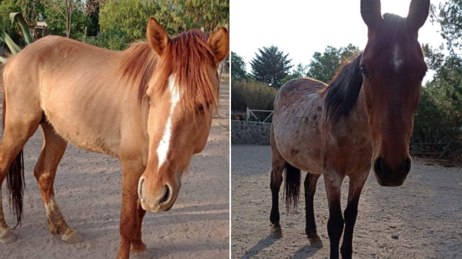 Fiscalía Mexiquense Localiza a Dos Caballos Robados del Santuario Burrolandia en Otumba
