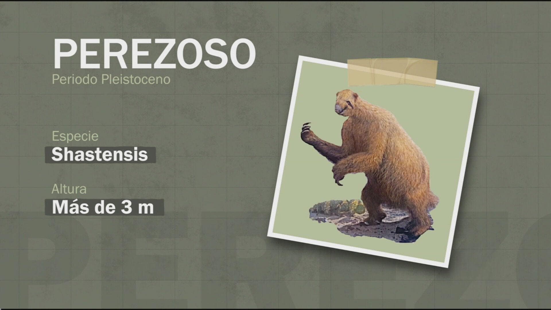 ¡Enorme Hallazgo! Encuentran Restos de Perezoso Gigante en Umán, Yucatán