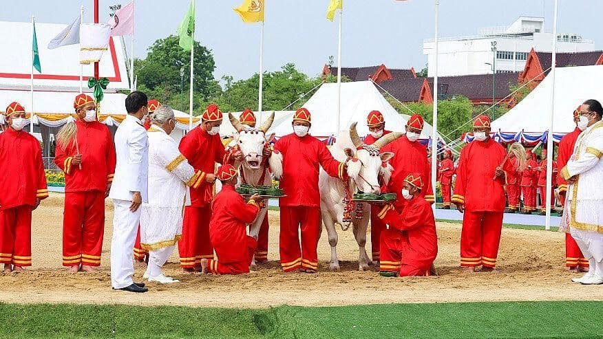 Con Ceremonia, Termina Temporada de Cultivo en Bangkok
