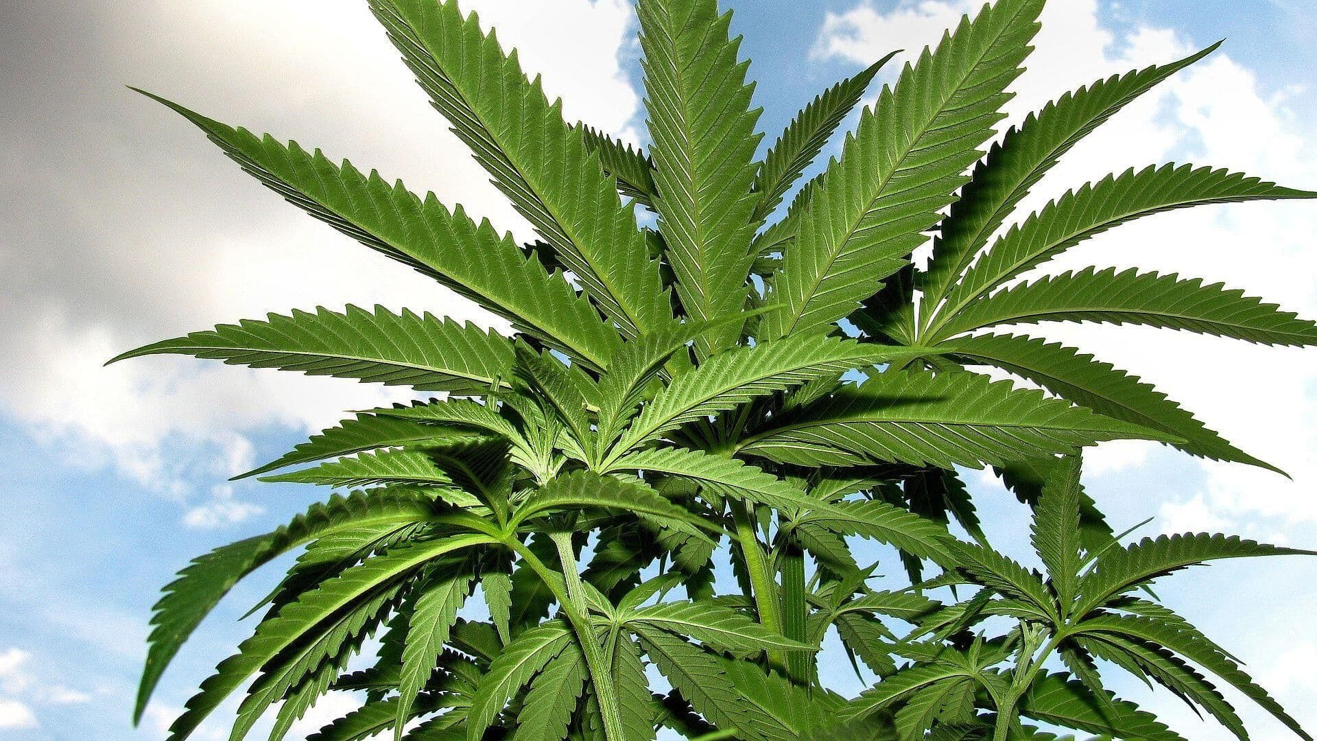 Maryland y Missouri Aprueban Legalización de la Mariguana