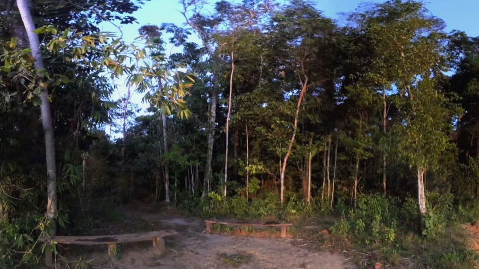 Peligra Amazonia por Deforestación: COP27