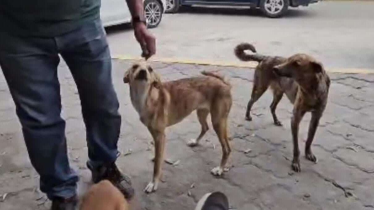Video Snapshot