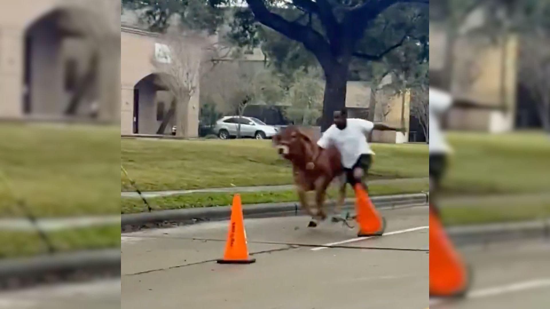 Policías Intentan Detener Vaca que Escapa del Rodeo en Houston, Texas