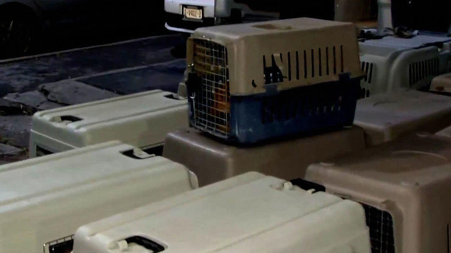 Rescatan a 60 Perritos tras Operativo en Culhuacán
