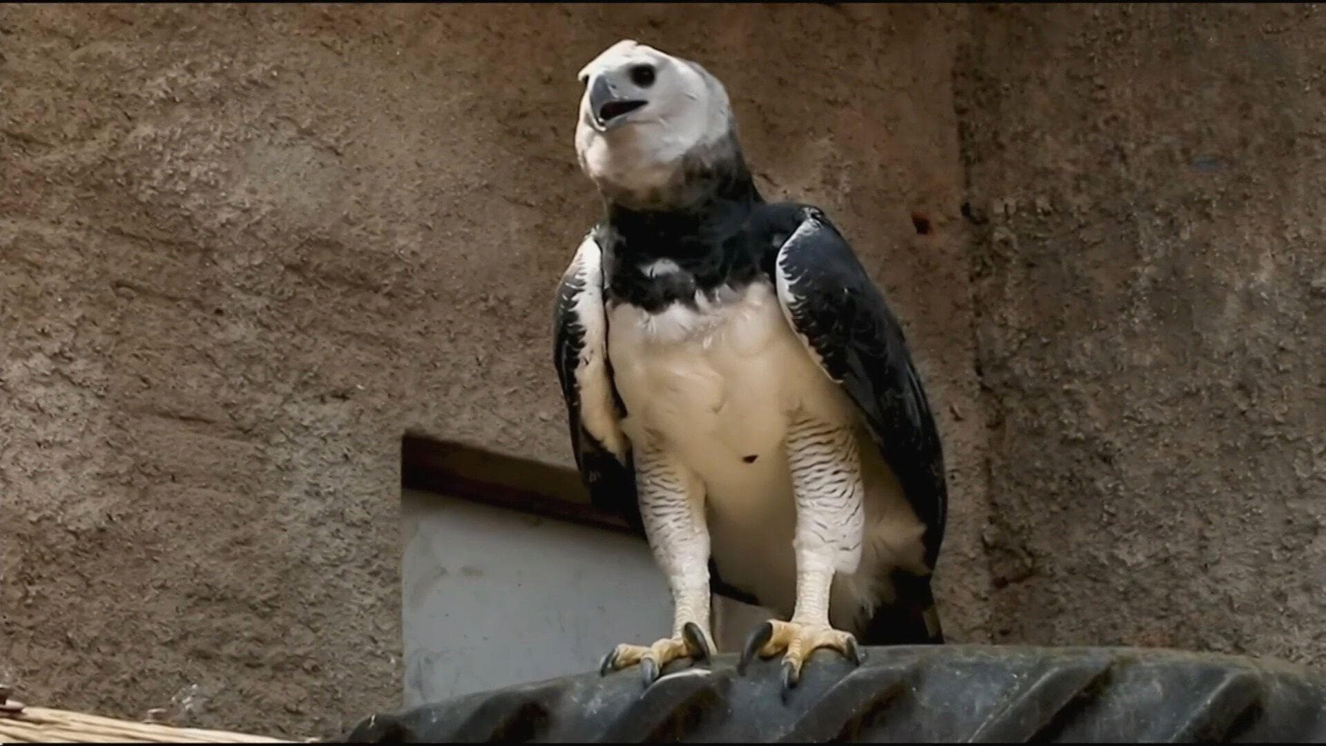 Encuentran en Selva Lacandona a Ejemplar de Águila Harpía Considerada Extinta en esta Región