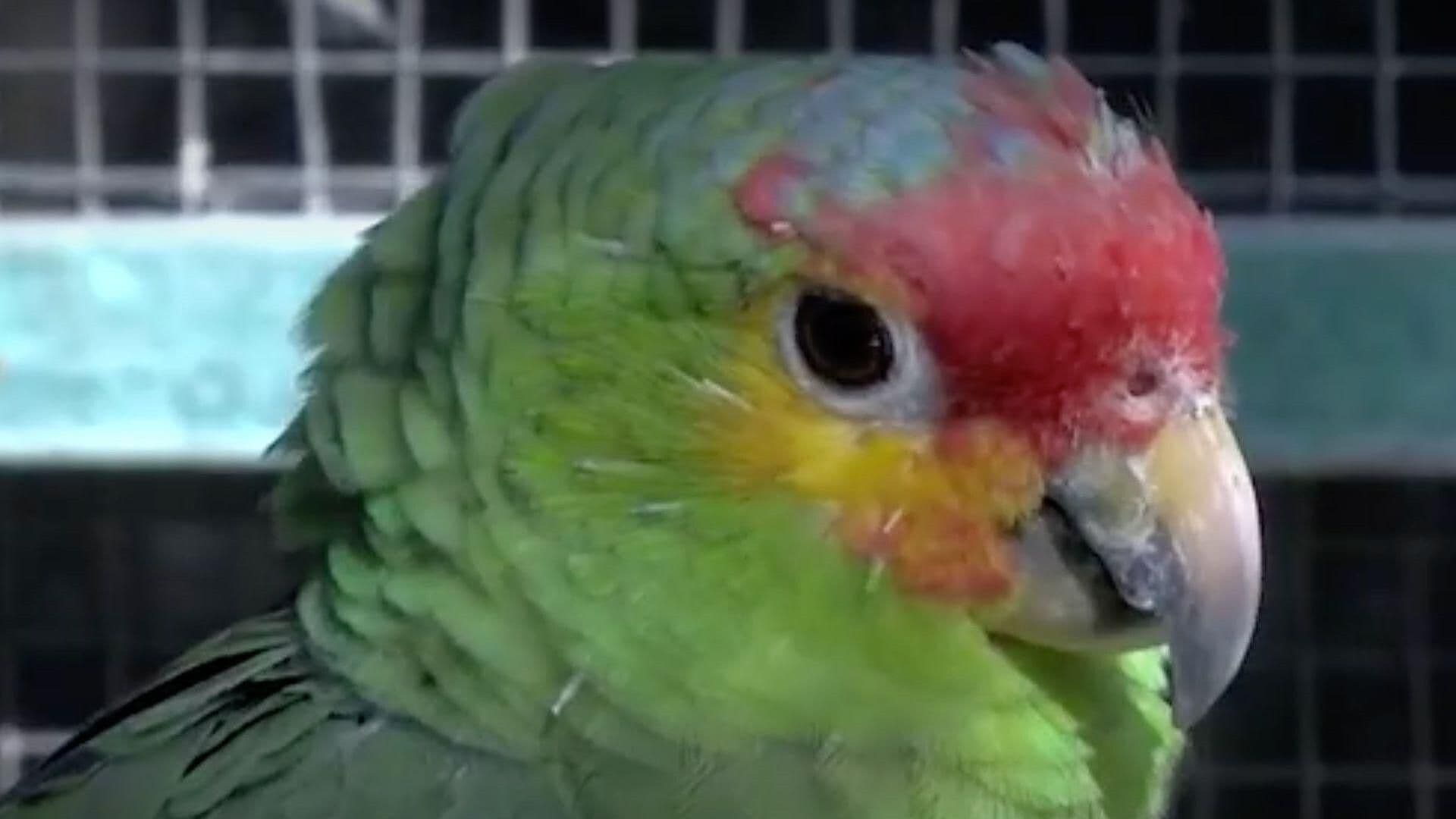 Capacitación a Personal para el Cuidado de Nidos de Loros Yucatecos