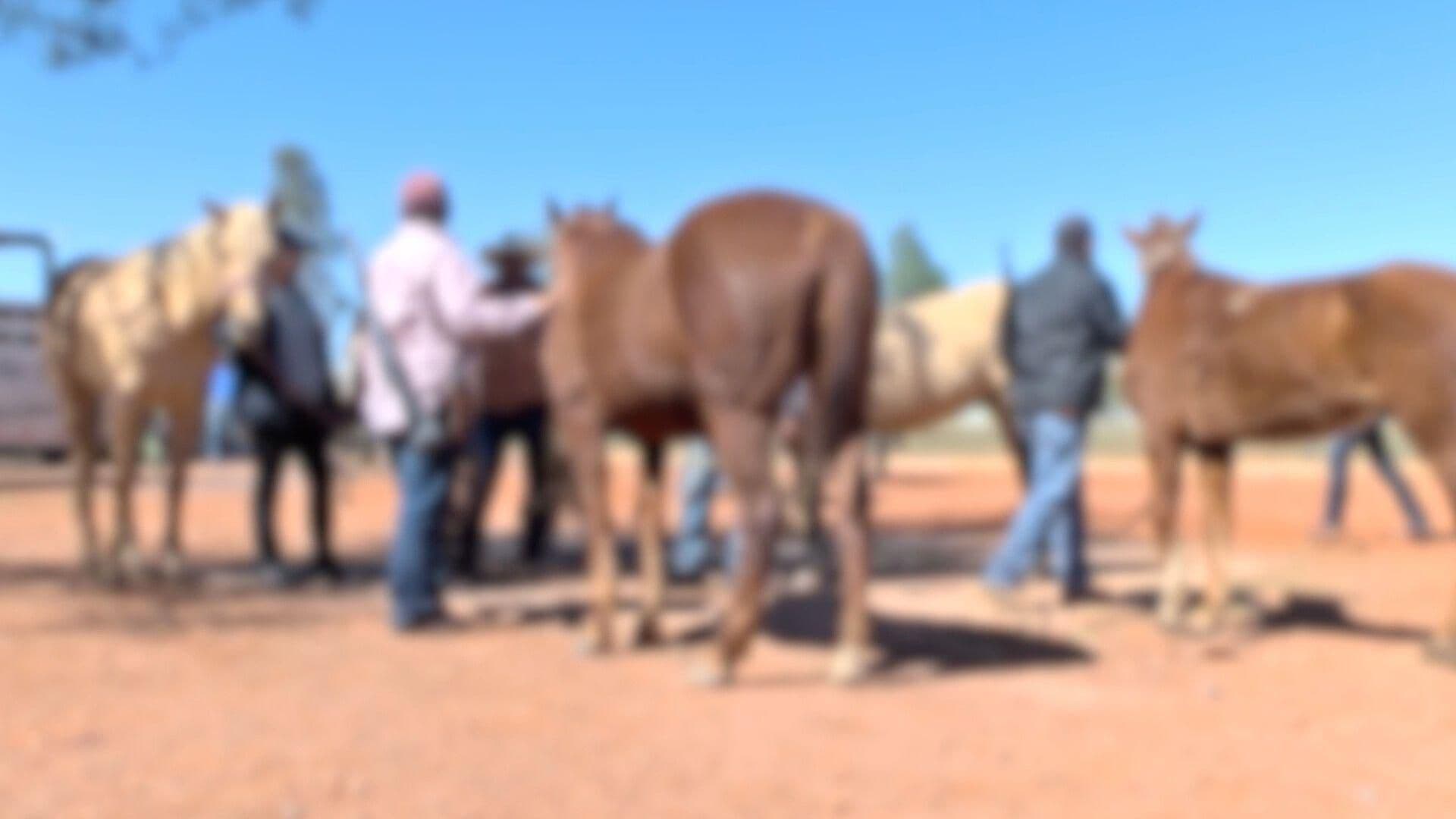 Burro Sufre Maltrato Animal Durante la Cabalgata del Sábado de Gloria en Jerez