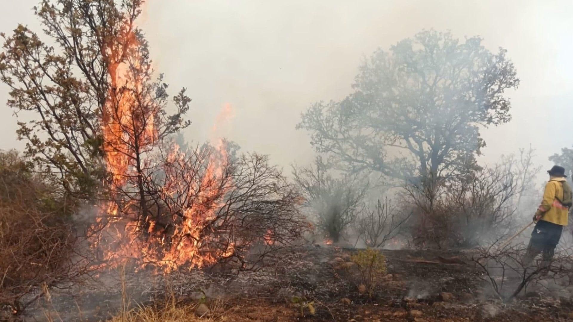 Incendios Forestales Afectan a Moyahua de Estrada y Valparaíso