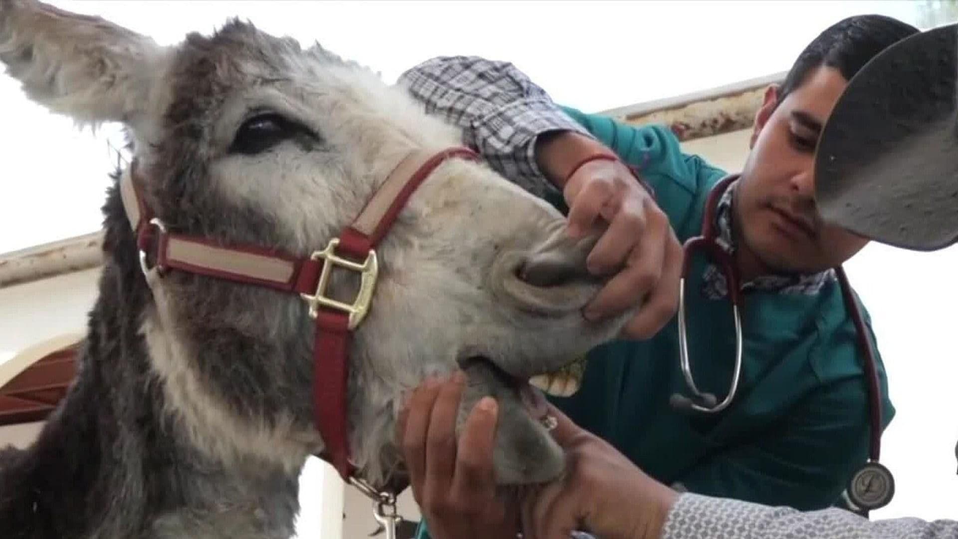 Localizan en Buen Estado de Salud a Burro Víctima de Maltrato Animal en Jerez