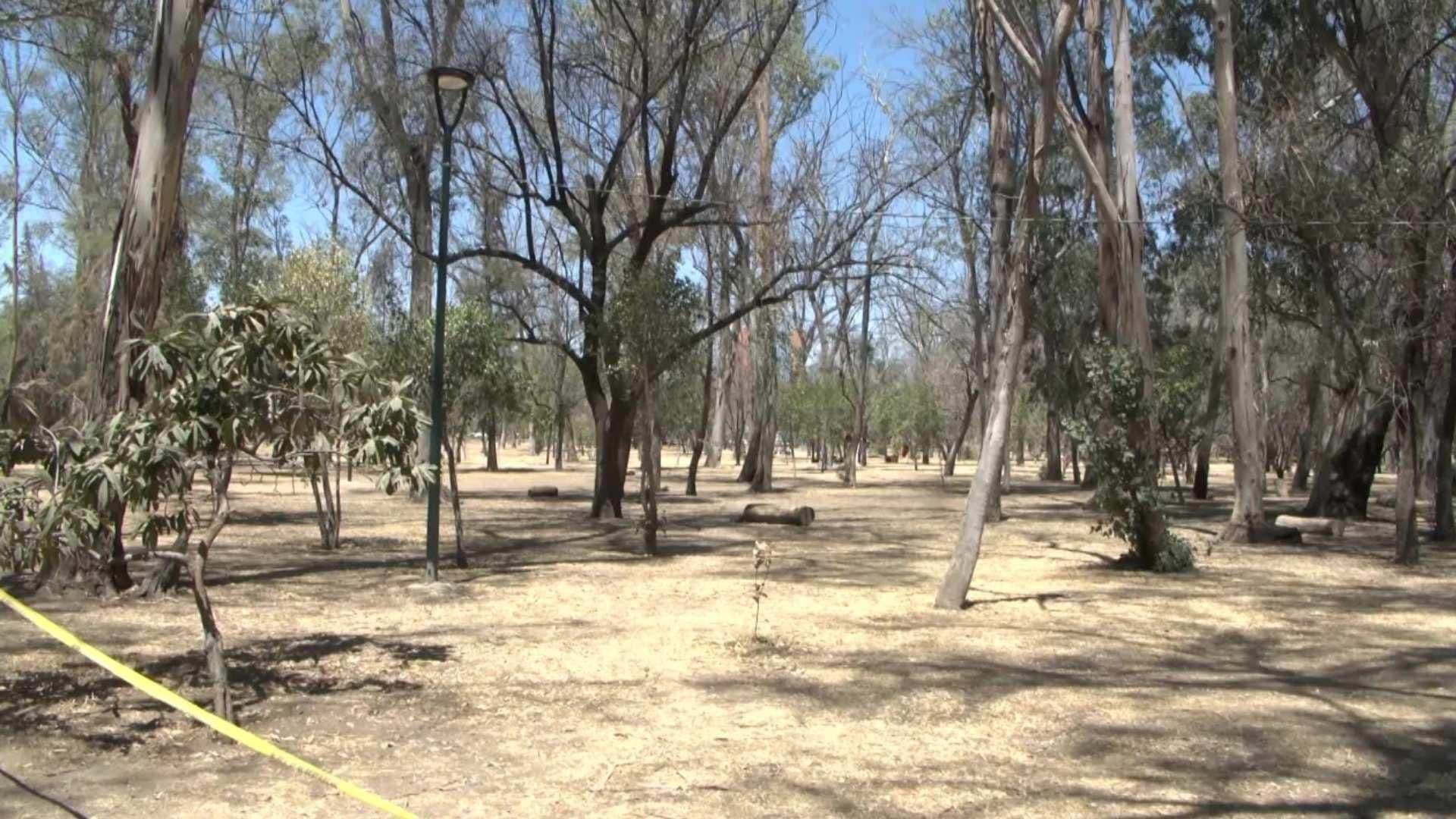 Piden No Talar más Árboles Durante la Remodelación del Parque de Morales en SLP