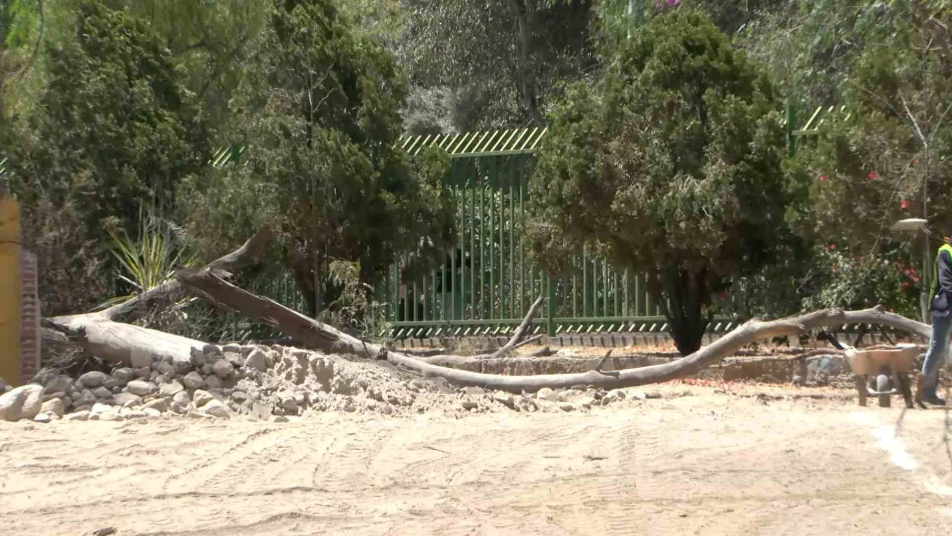 Ayuntamiento de San Luis Potosí se Deslinda de la Tala de Árboles en el Parque Morales