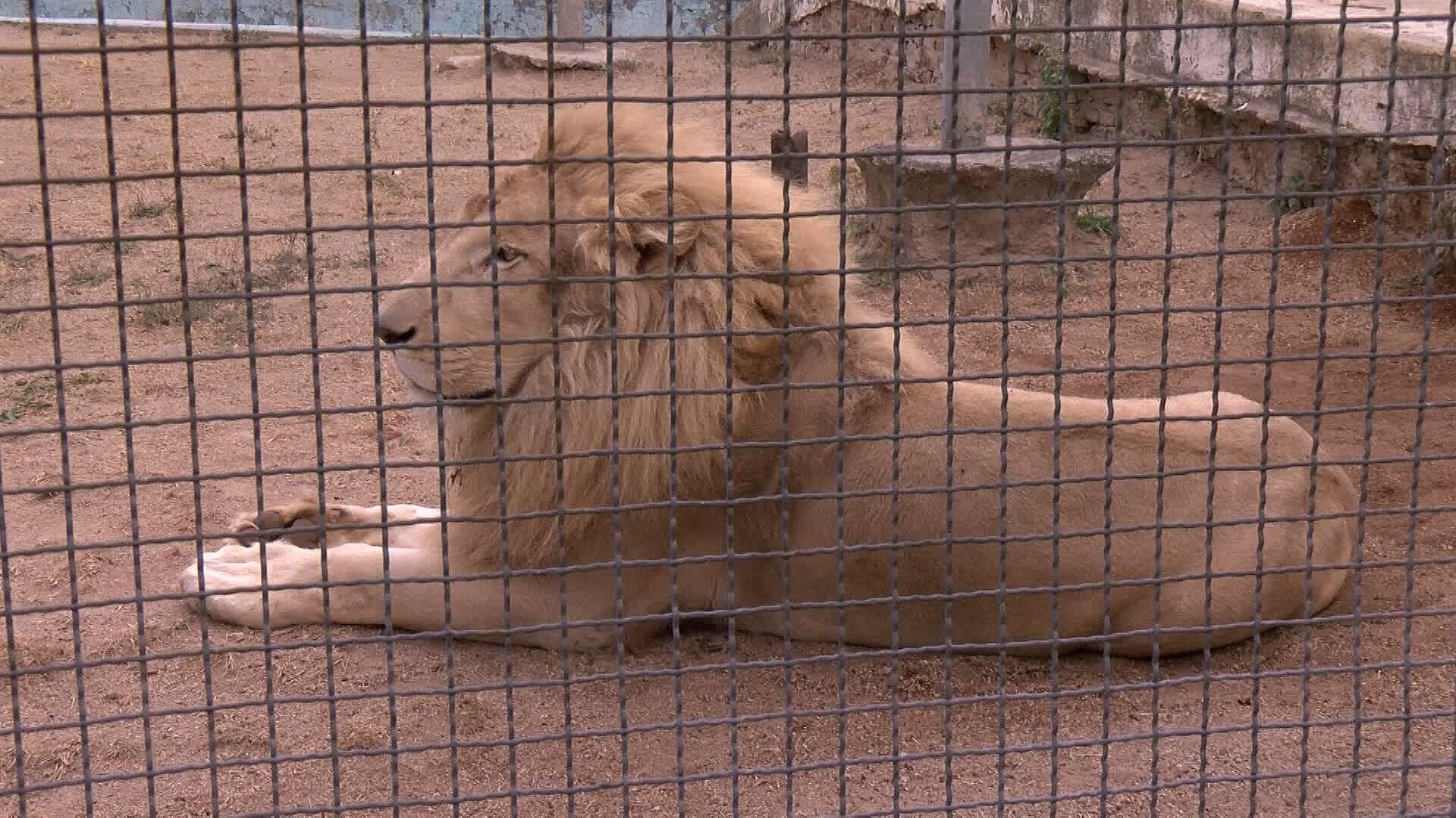 ¿En Qué Condiciones Está el León Rescatado en Acatic, Jalisco?