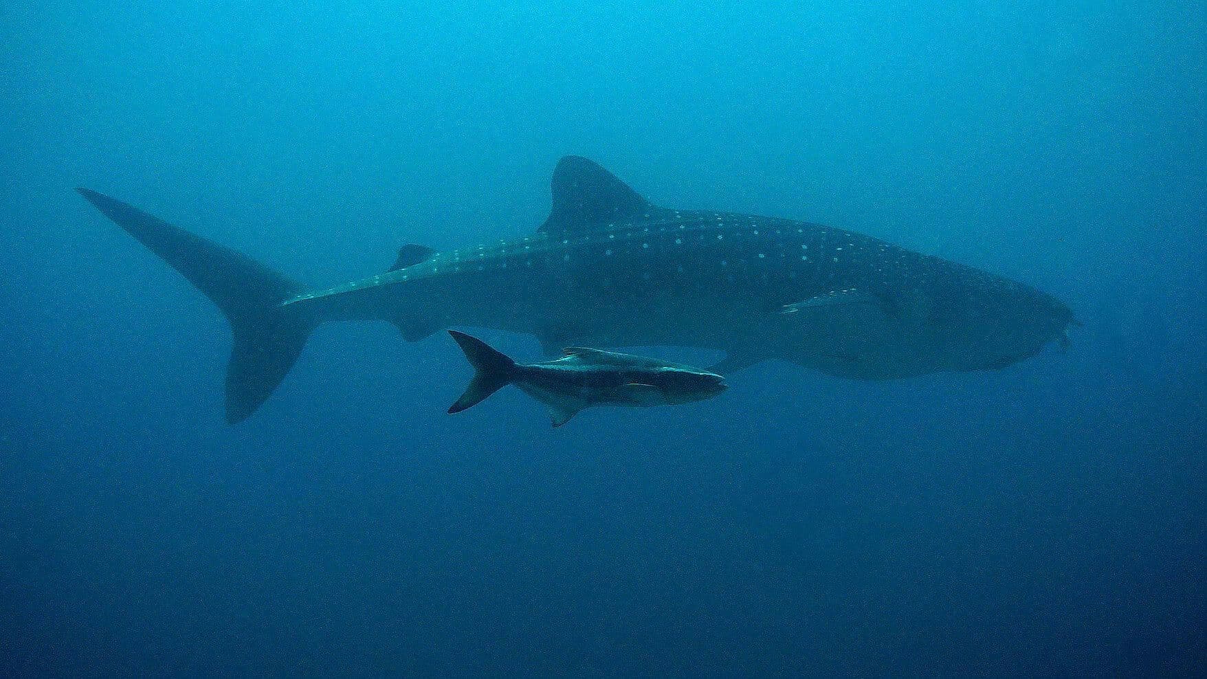 Buzos Rescatan Tiburón Ballena en Gibraltar