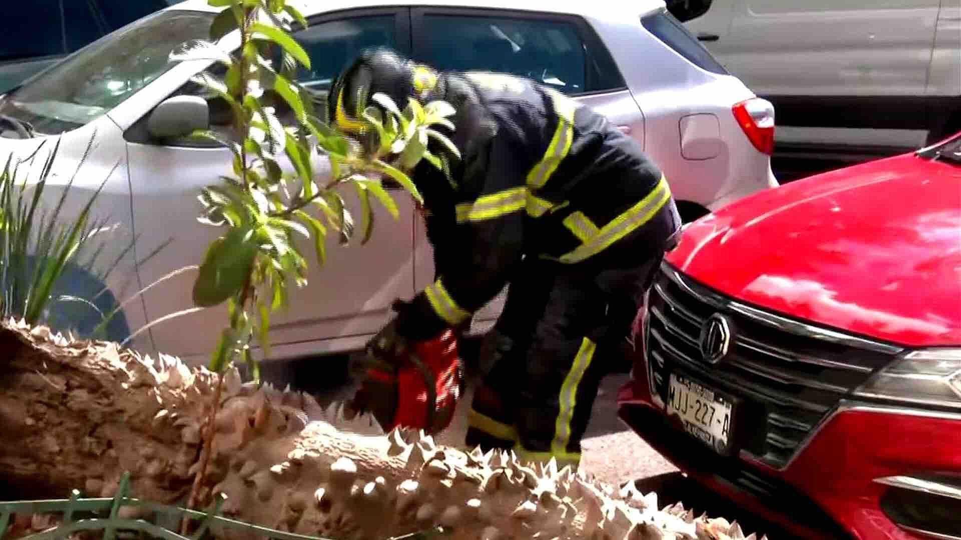 Árbol Cae sobre Vehículo en la Colonia Condesa, CDMX