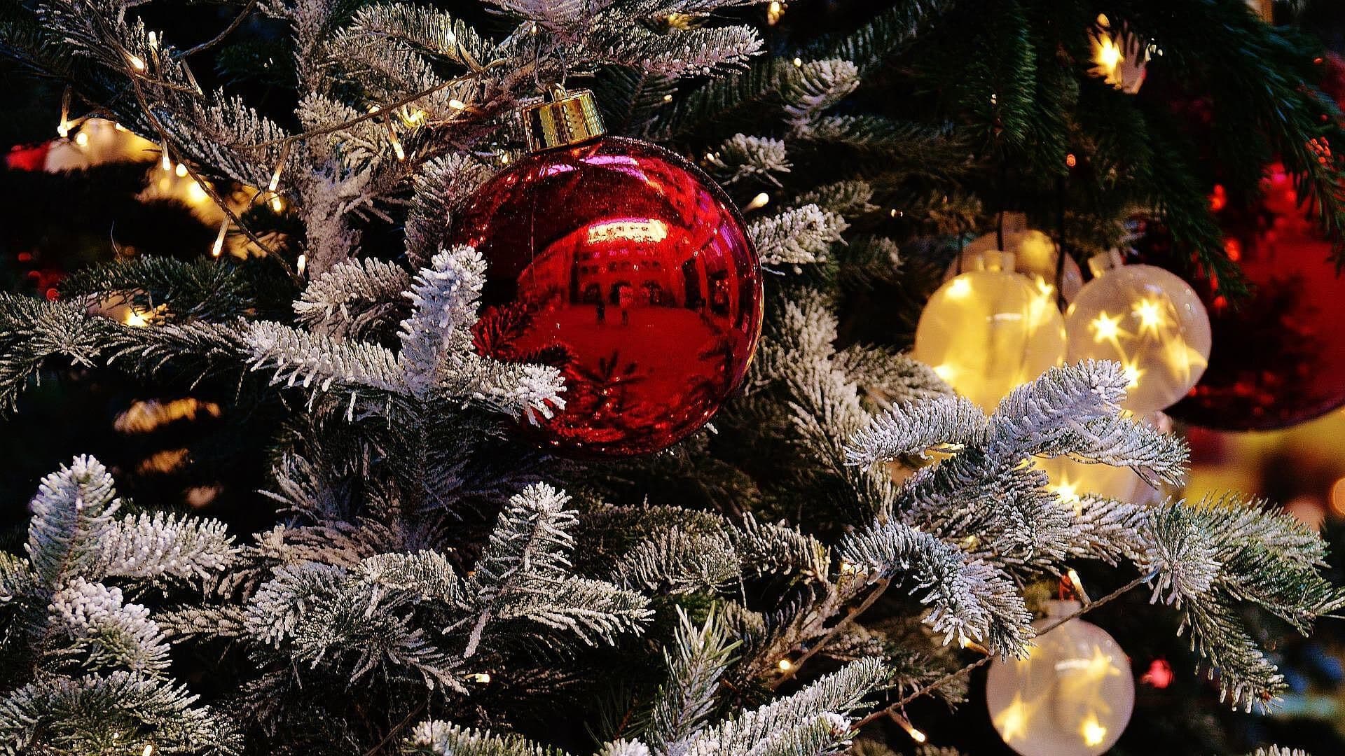 Baja Precio de Árboles de Navidad en Mercado Jamaica