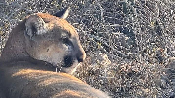 Muere Puma por Lesiones en Ixmiquilpan, Hidalgo