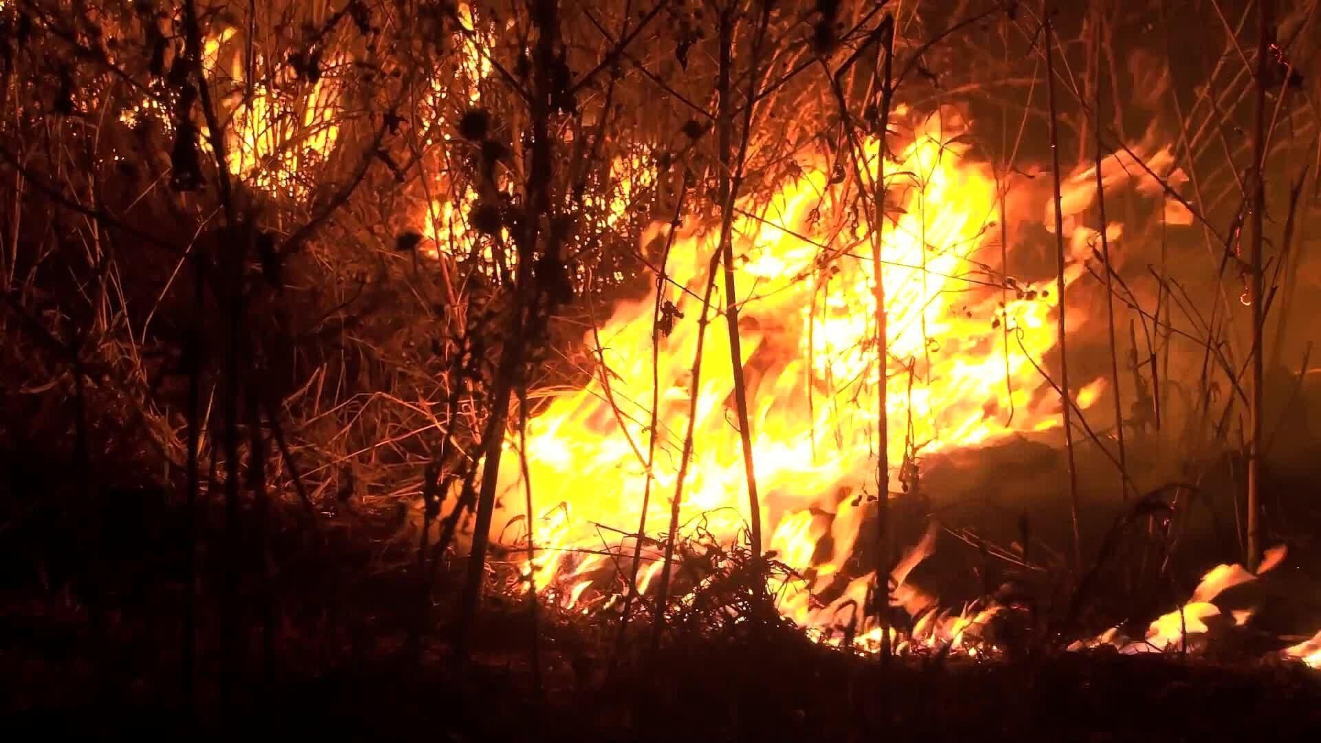 Bomberos Sofocaron Incendio en un Terreno Baldío entre Juriquilla y Santa Rosa Jáuregui