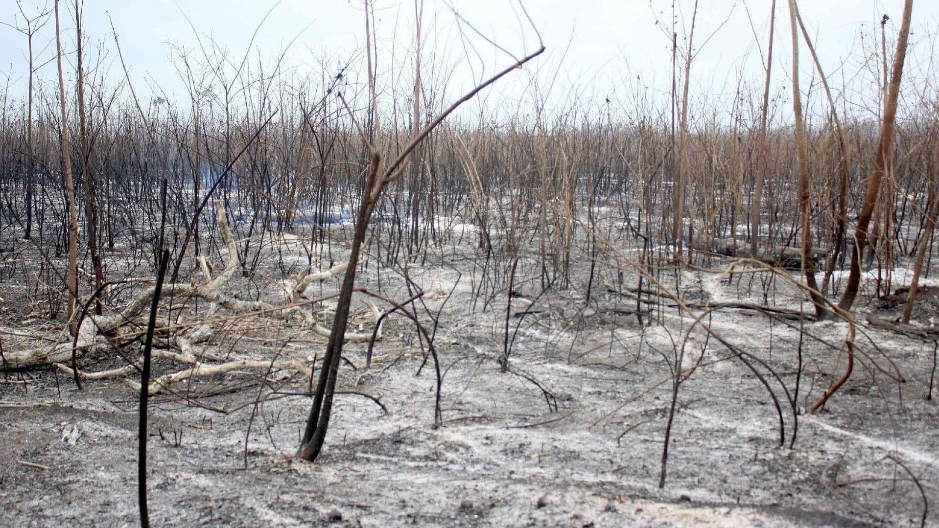 Brigadistas Luchan contra Incendio en Calakmul