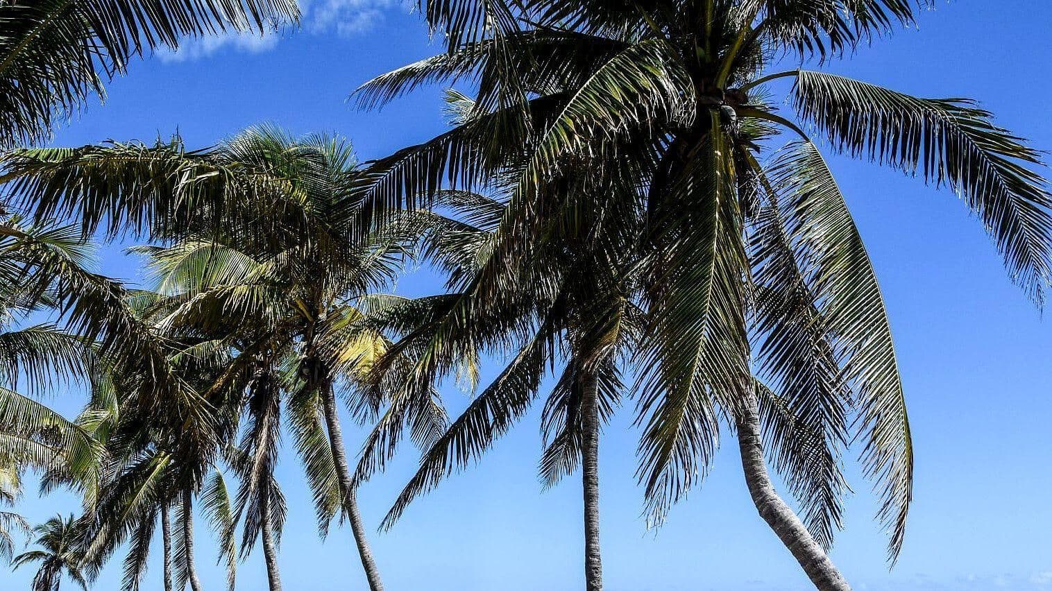 Reforestan con Palmeras Tecolutla tras Devastadora Plaga