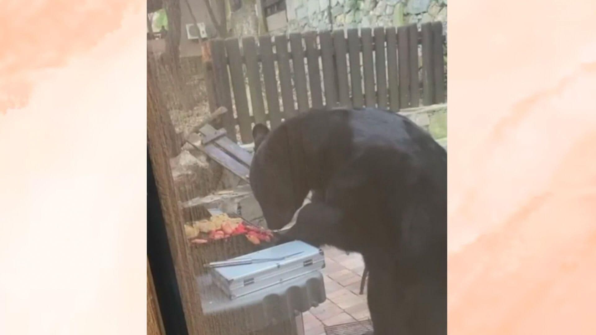 Oso Suspende Carne Asada en Chipinque, NL