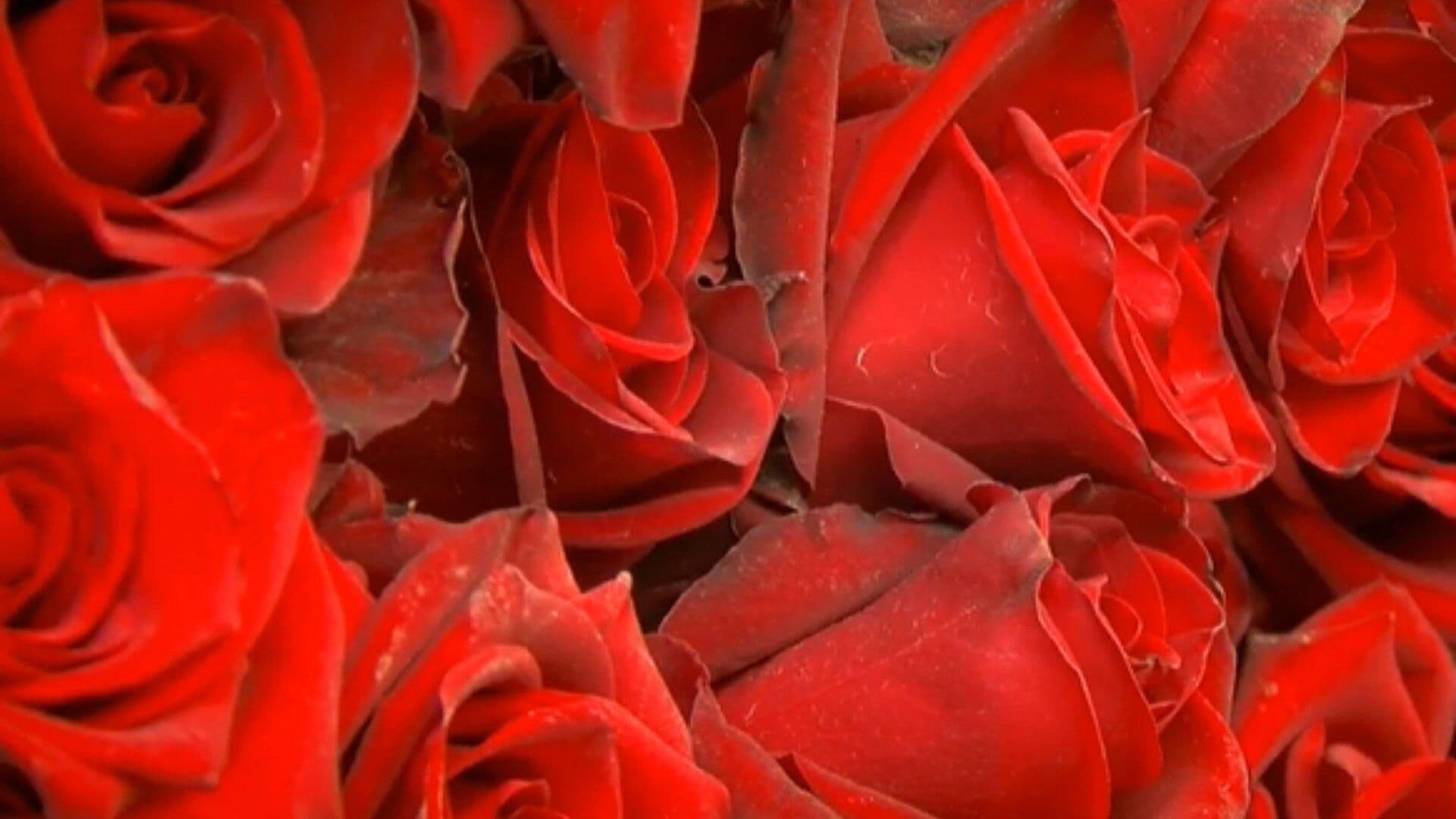 Producen Rosas de Todos Colores en Faldas del Izta-Popo