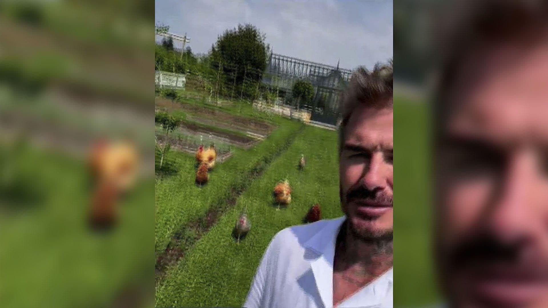 VIDEO: David Beckham Presume ¡A sus Gallinas!