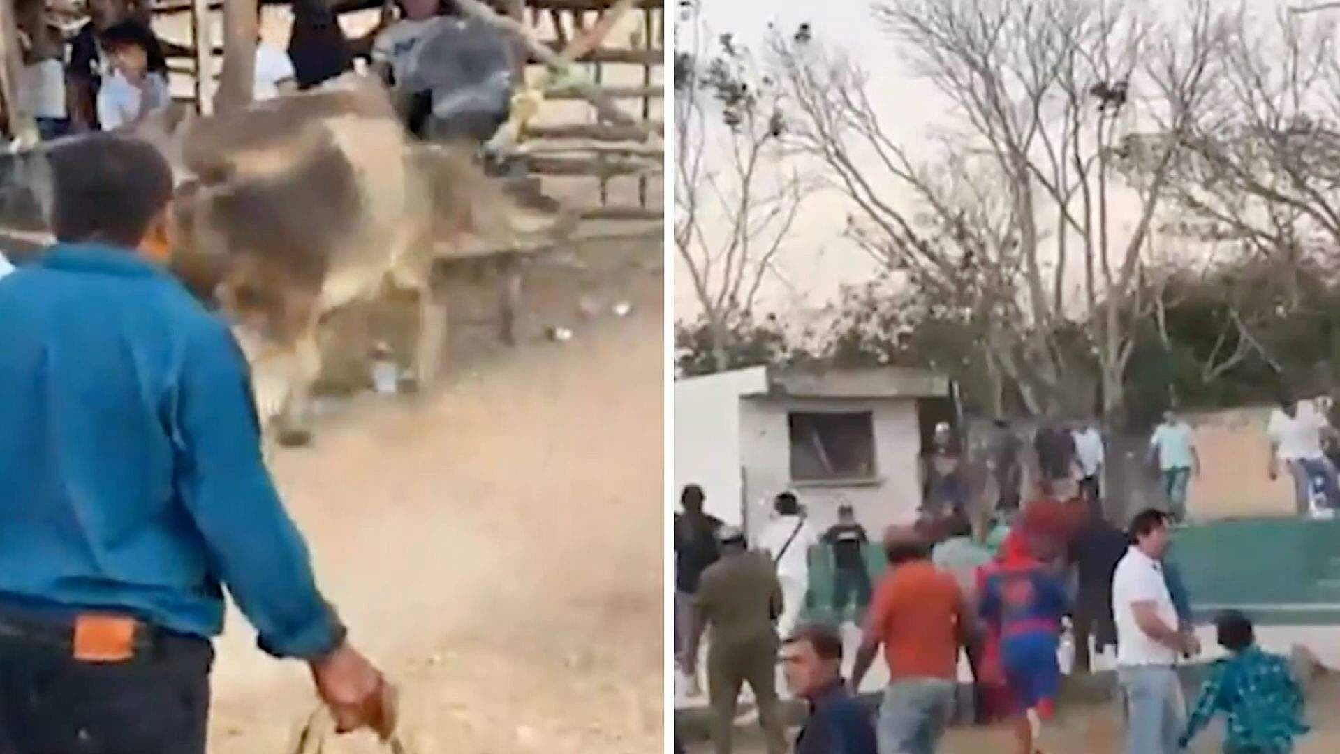 Toro se Escapa de Coso Artesanal en Valladolid, Yucatán