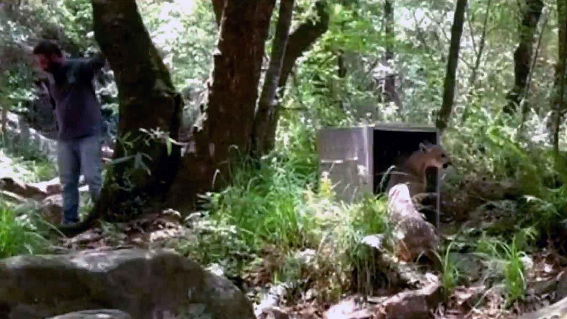 Momento en que Liberan a Puma Capturado en Cocula, Jalisco (VIDEO)