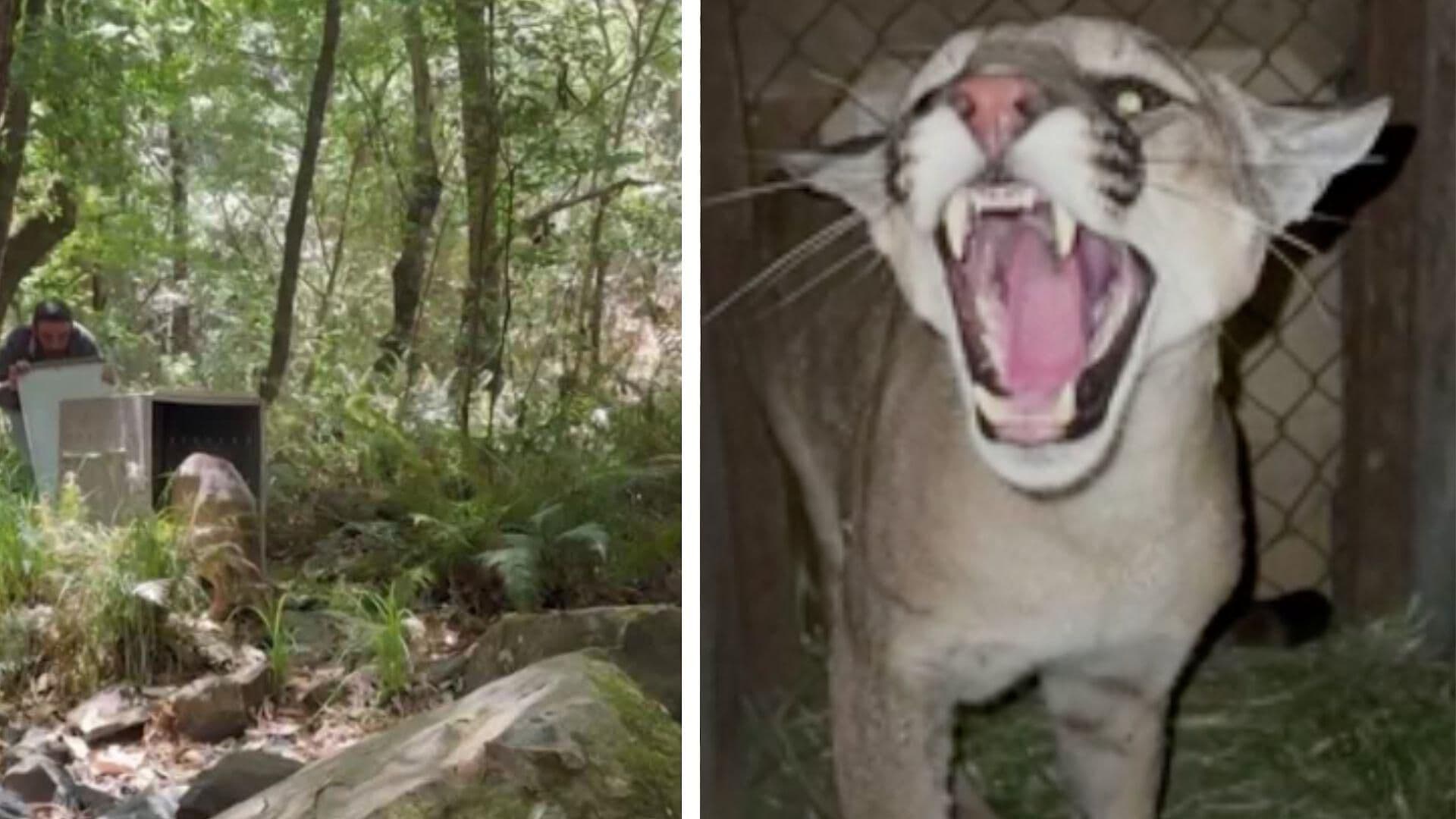El Puma Localizado en el Crucero de Santa María Fue Reubicado en una Área Natural