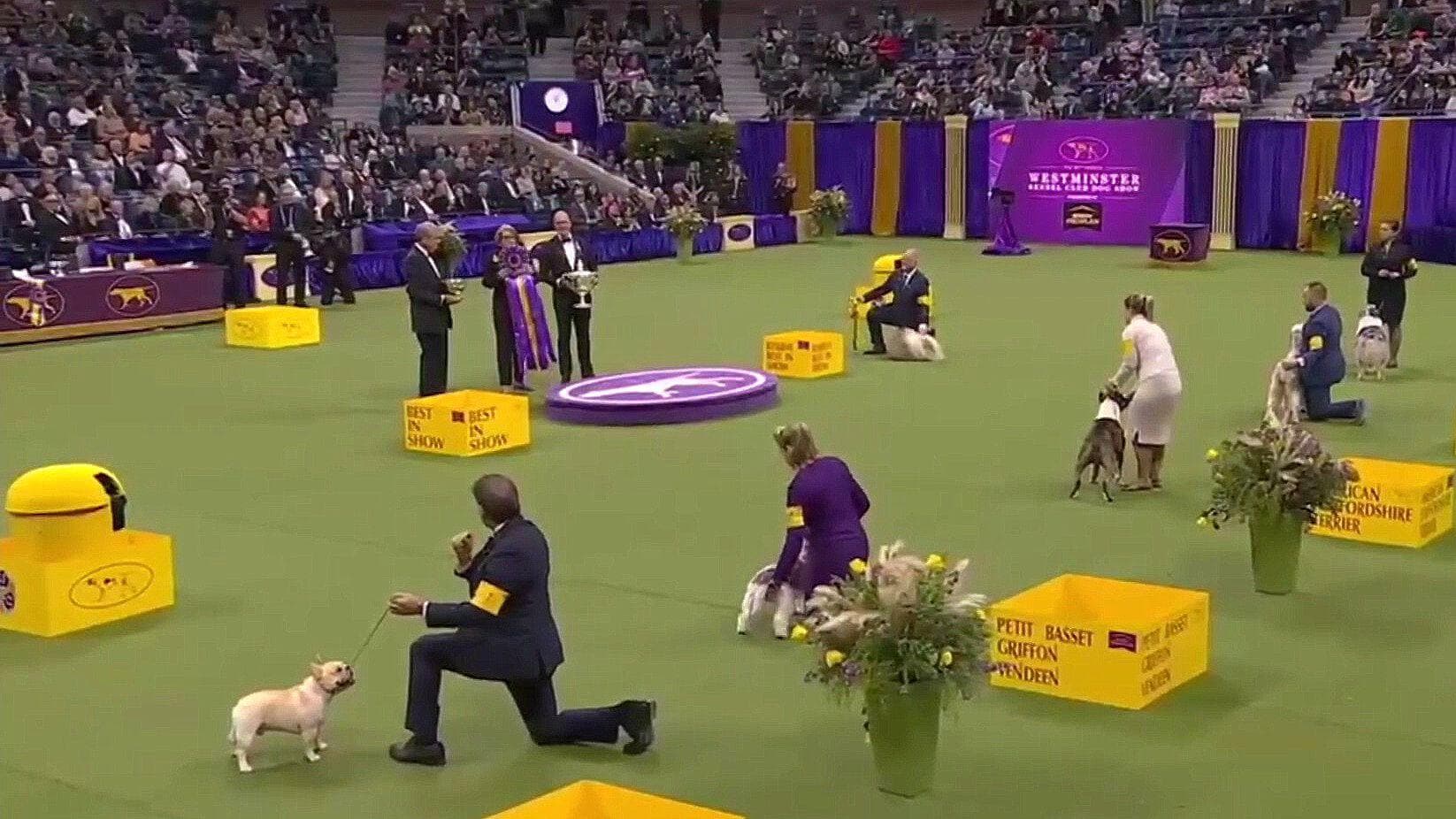Realizan Exposición Canina Westminster Kennel Club en NY
