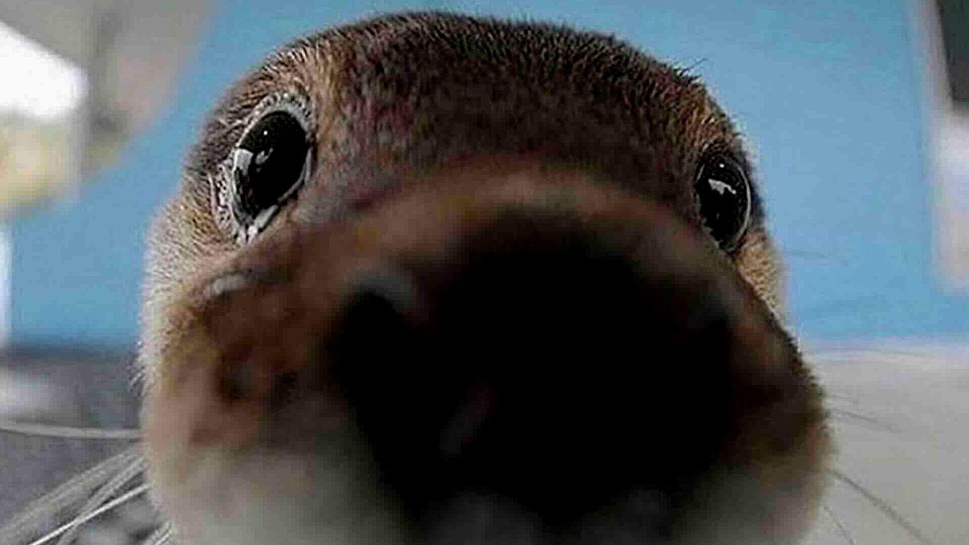 Buscan a Dos Nutrias Escapadas de Zoológico en Wisconsin, EUA