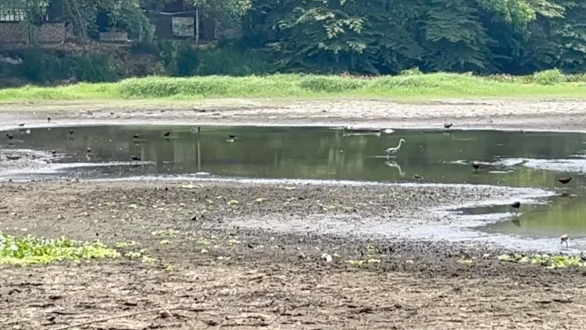 Ante Sequía Crítica, Veracruzanos Actúan para Rescatar Laguna Lagartos