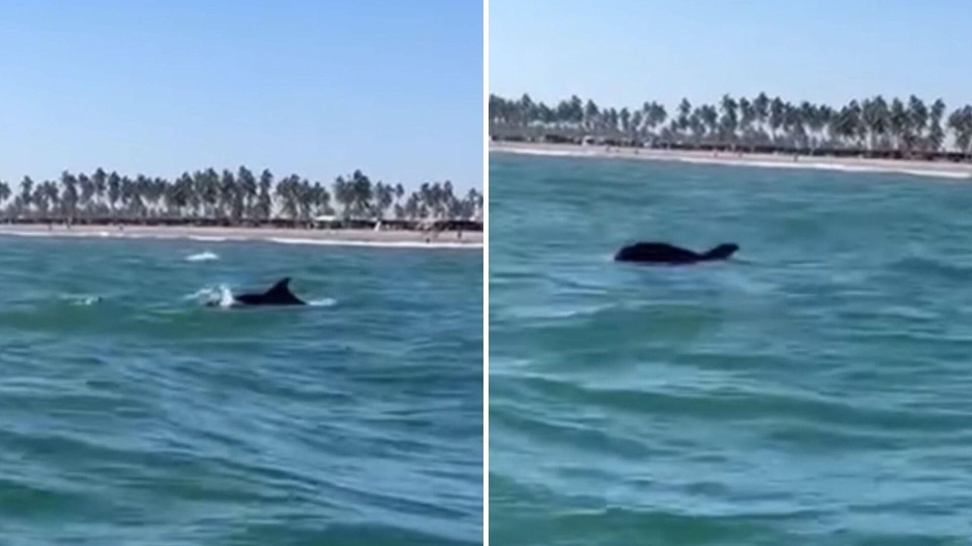 VIDEO: Captan Alrededor de 20 Delfines en Playa Las Cabras, Escuinapa