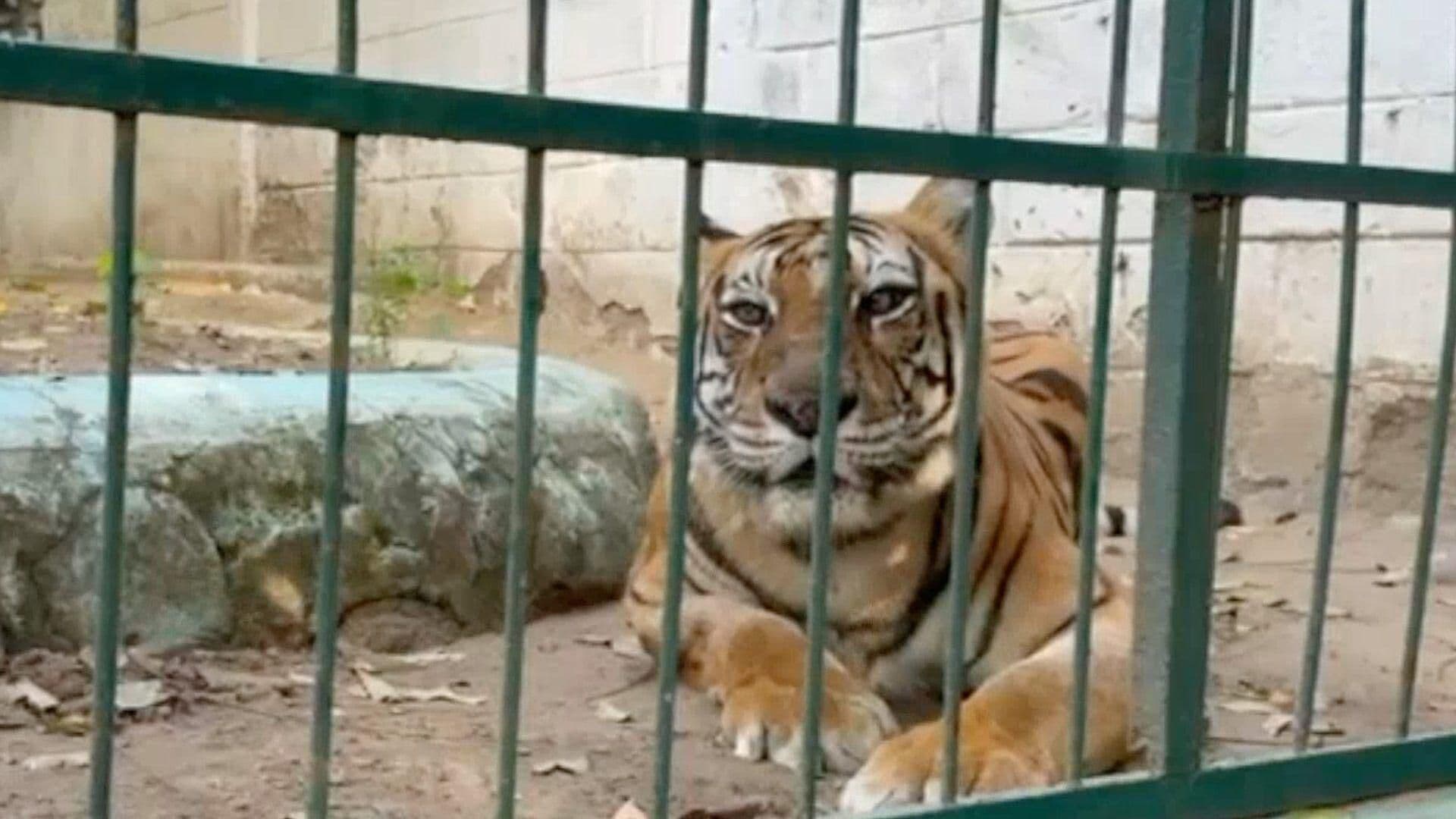 Muere "Ronda" la Tigresa de Bengala del Zoológico Miguel Ángel de Quevedo en Veracruz