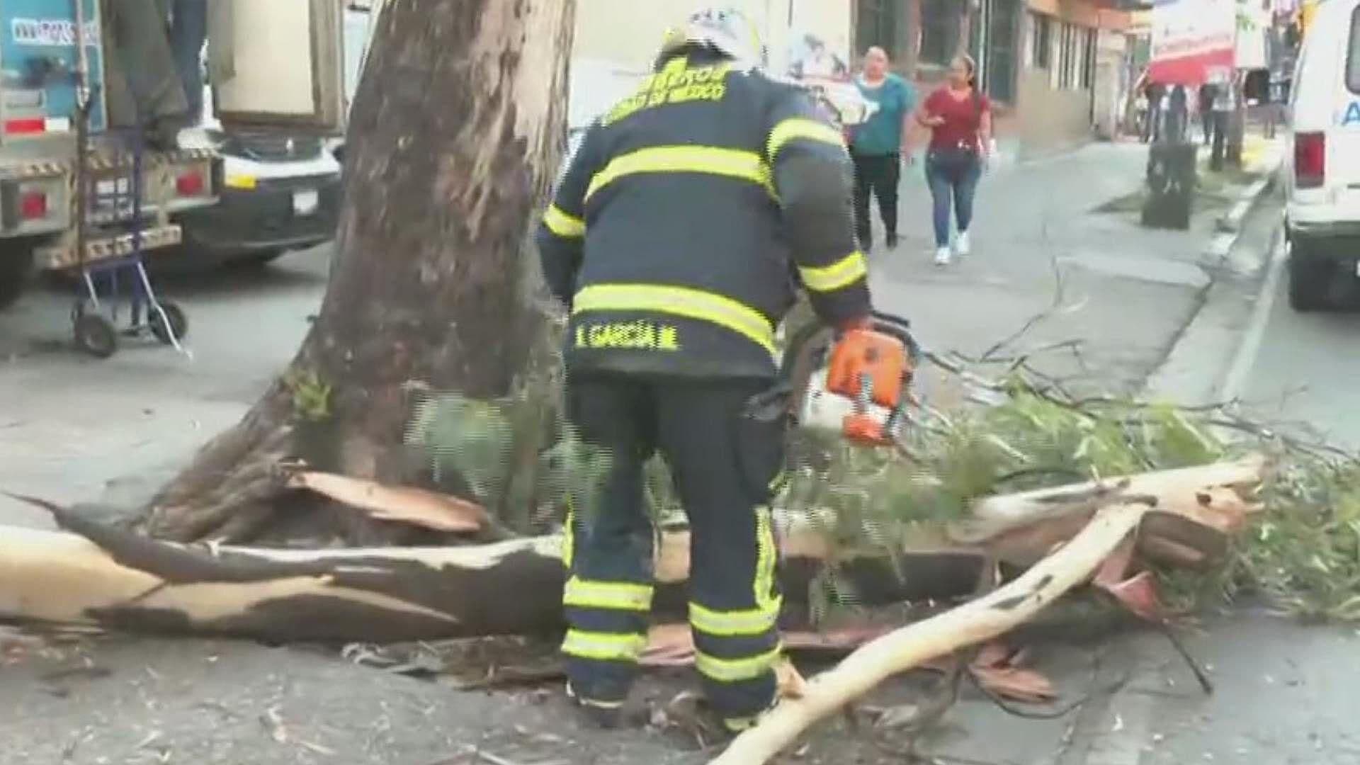 Se Reporta la Caída de un Árbol en el Eje 6 Sur en la Alcaldía BJ