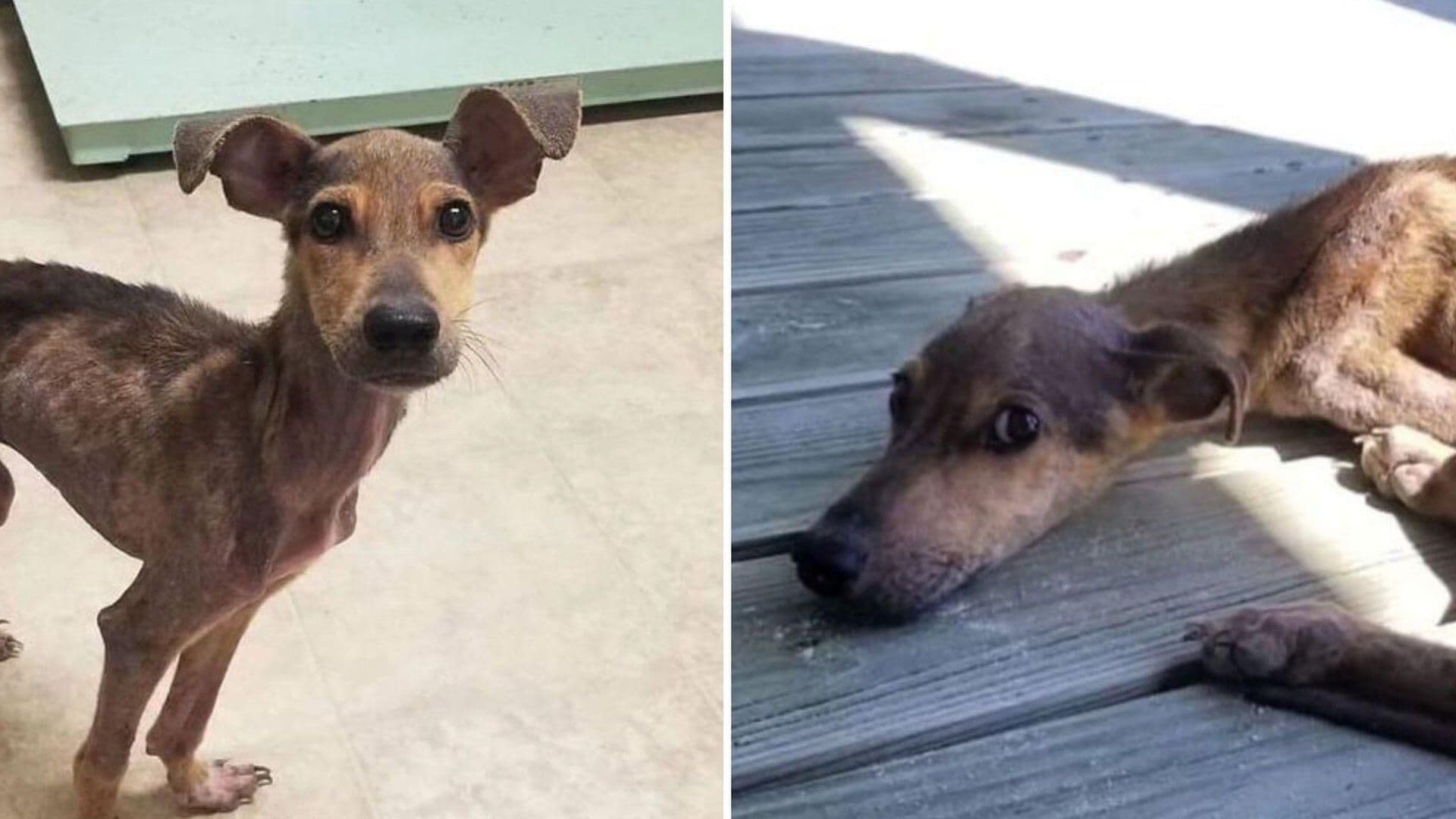 Fotógrafo Rescata a Perro Abandonado en Una Isla Desierta de Belice
