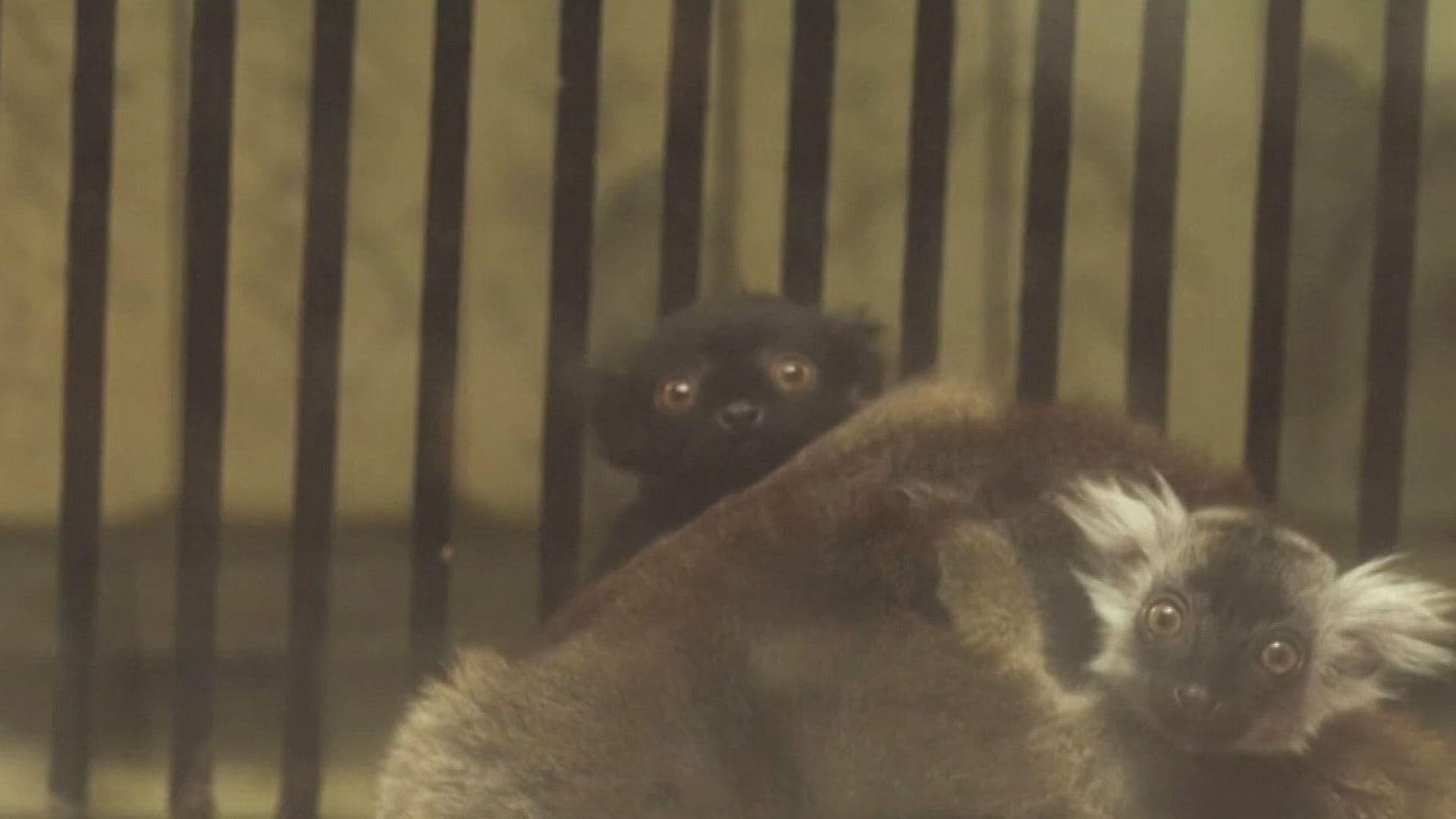 Zoo de Polonia Presume a sus Nuevos Gemelos Lémur