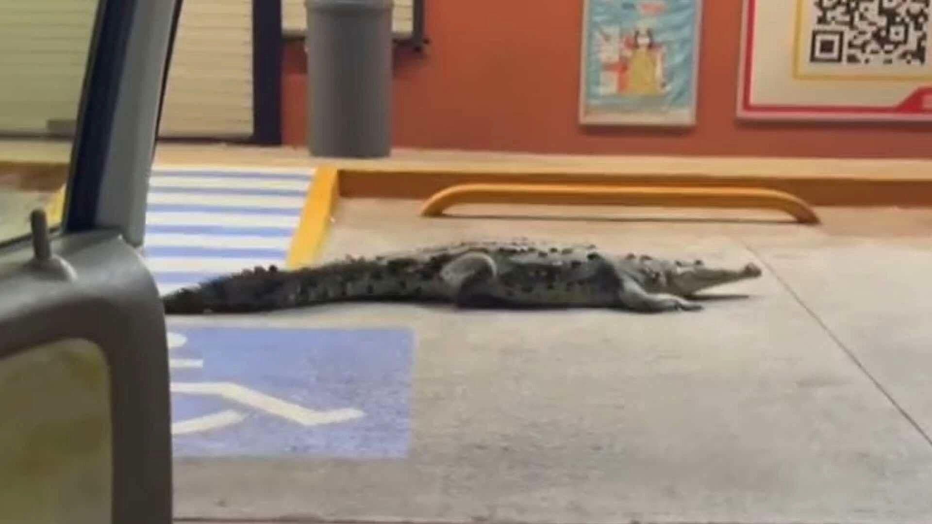 Captan a Cocodrilo que Merodeaba Afuera de una Tienda en Zihuatanejo, Guerrero