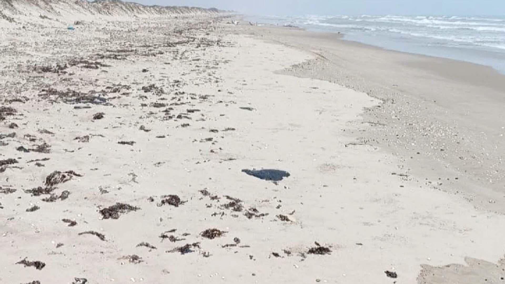 Pescadores Avistan Petróleo en la Orilla de Playa El Mezquital en Matamoros