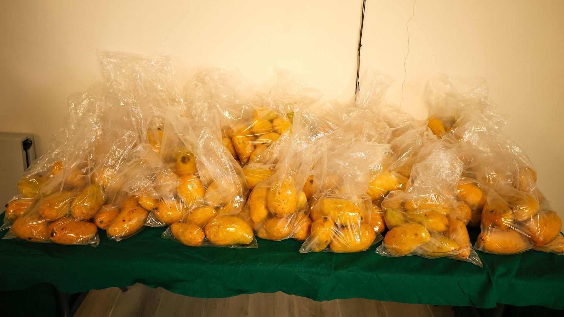 Productores de Mango Ataulfo en Huehuetán, Chiapas, Se Unen para Frenar a los 'Coyotes'