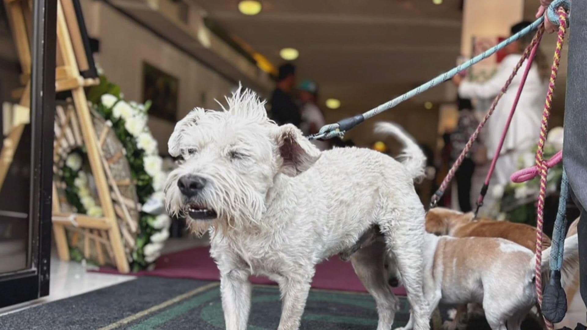 Mascotas de Berenice Giles Estuvieron Presentes en Sepelio de la Fotoperiodista