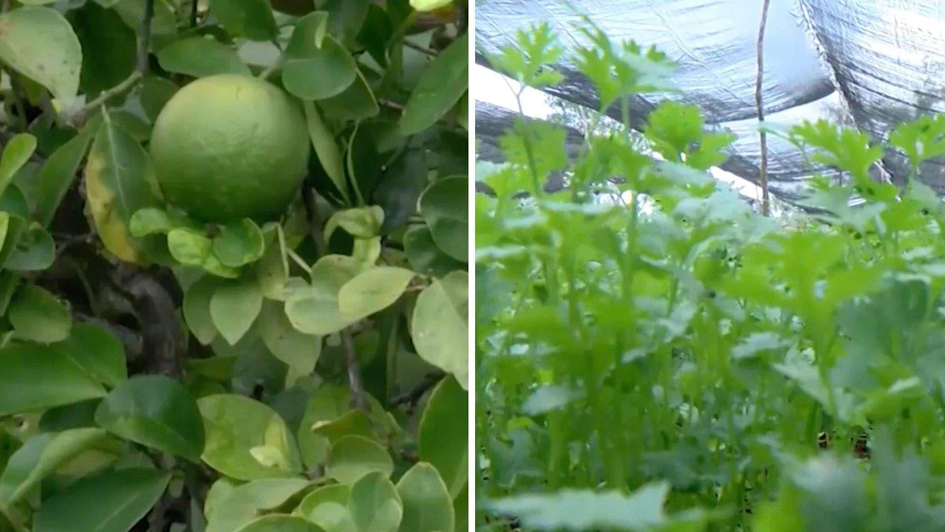 Alternativa Moderna para Combatir Plagas Agrícolas; Proyecto de Estudiantes Yucatecos