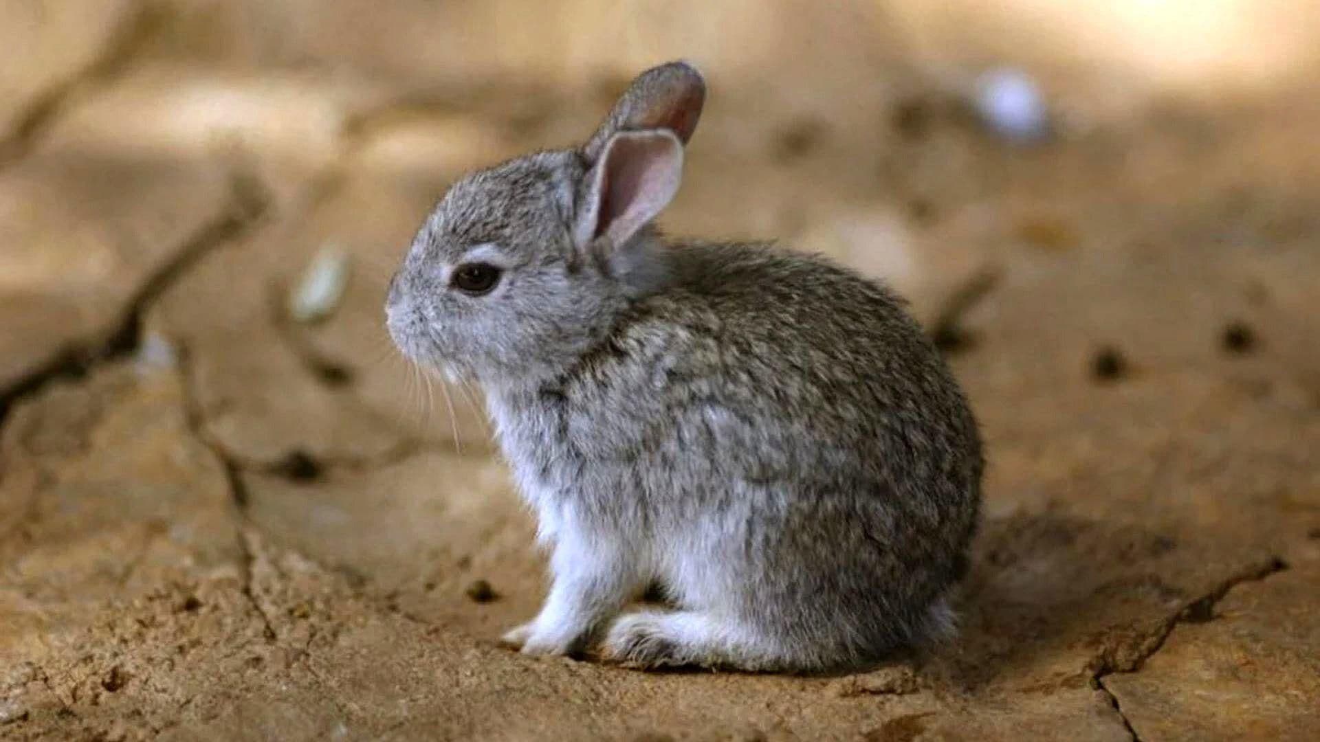Teporingo, Animal en Peligro de Extinción