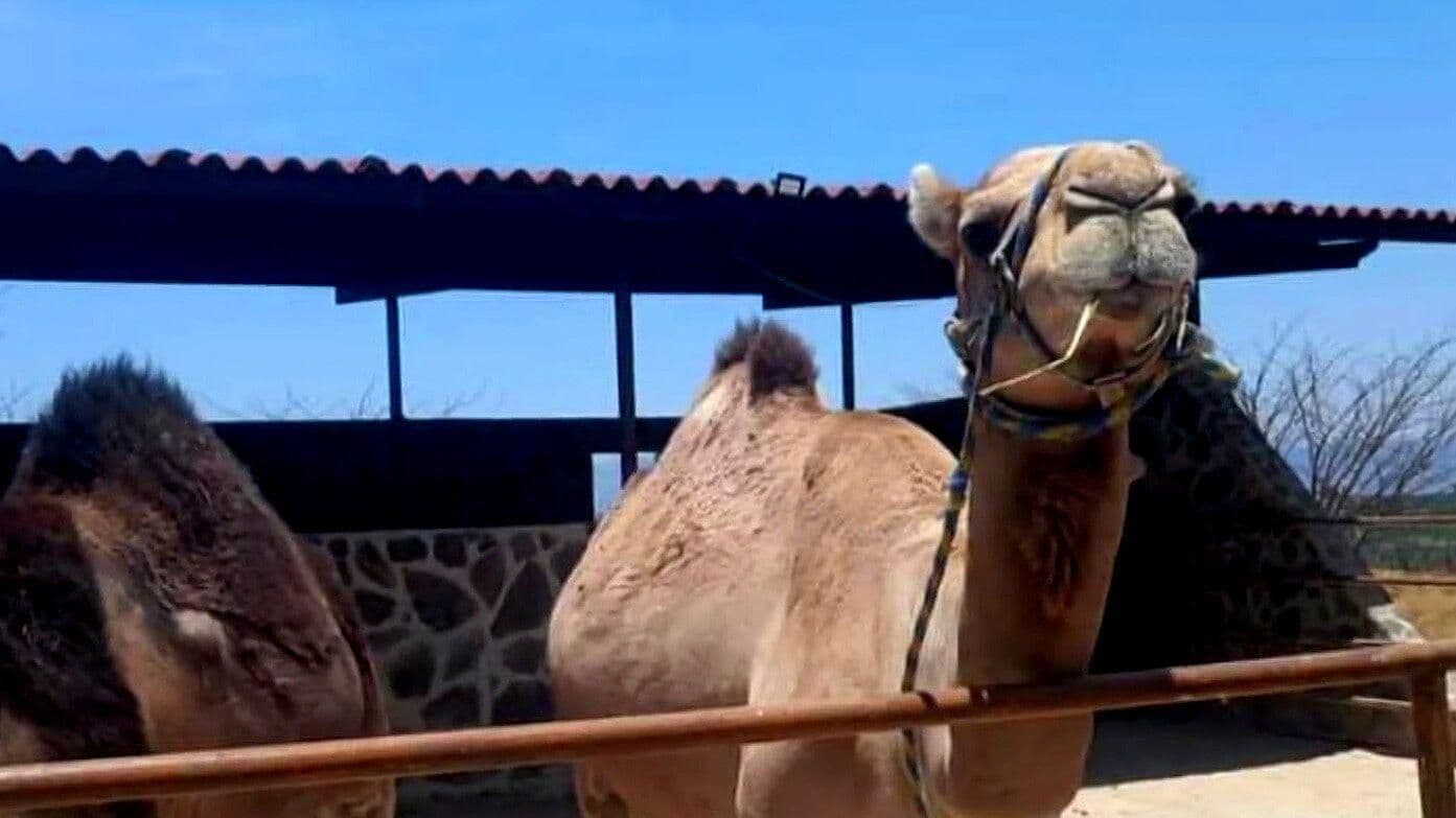 Rescatan 2 Camellos y Mono Capuchino en Amatitán, Jalisco