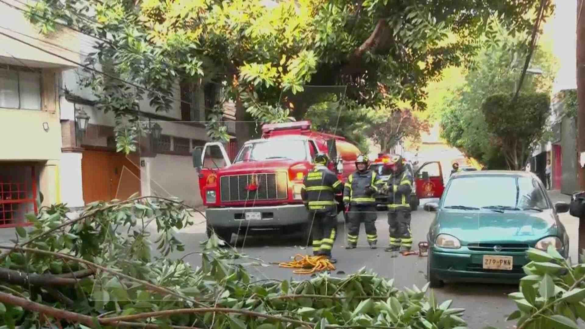 Reportan Caída de Ramas, en la Calle de Alabama, Cerca del Viaducto
