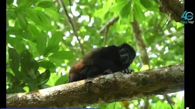 Rescatan y Liberan a Mono Aullador en Ixhuatlán del Sureste