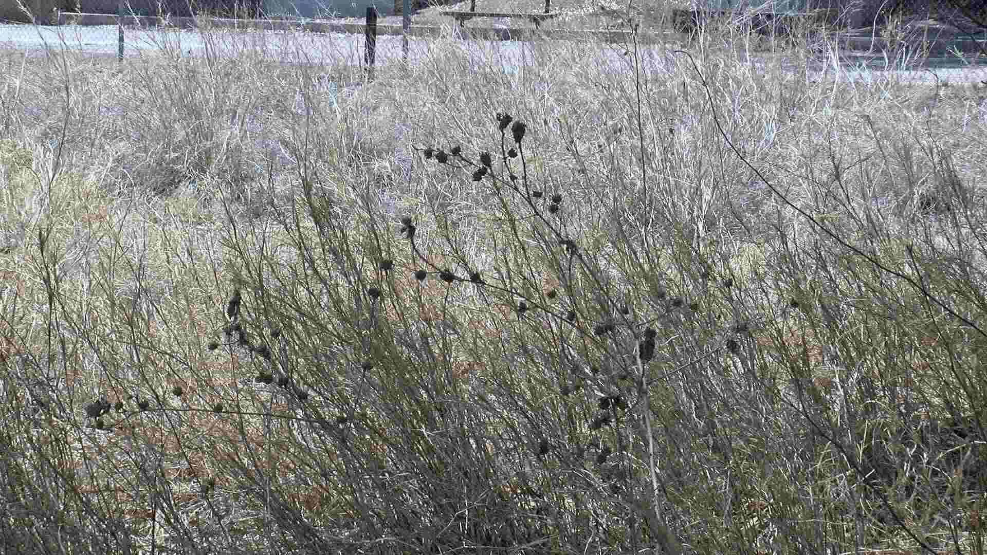 Buscan Rescatar a Árboles Sobrevivientes de Incendio en La Sauceda